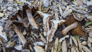  ( - HAY-F-001400)  @11 [ ] c (2023) Michelle C. Torres-Grant Fungal Diversity Survey