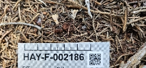  ( - HAY-F-002186)  @11 [ ] by-nc (2023) Thea Chesney Fungal Diversity Survey