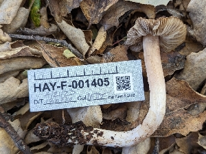  ( - HAY-F-001405)  @11 [ ] c (2023) Michelle C. Torres-Grant Fungal Diversity Survey