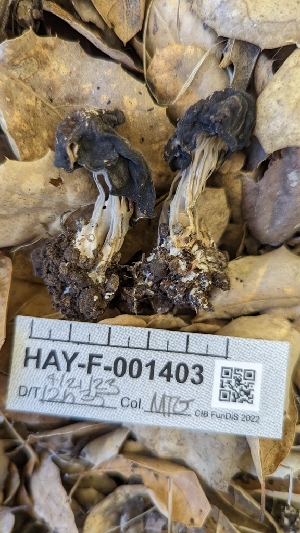  ( - HAY-F-001403)  @11 [ ] c (2023) Michelle C. Torres-Grant Fungal Diversity Survey
