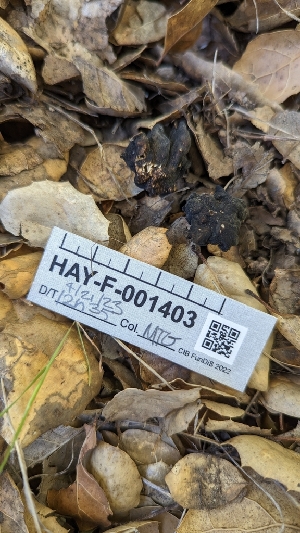  ( - HAY-F-001403)  @11 [ ] c (2023) Michelle C. Torres-Grant Fungal Diversity Survey