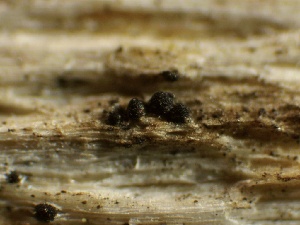  ( - HAY-F-002673)  @11 [ ] c (2023) Rudy Diaz Fungal Diversity Survey