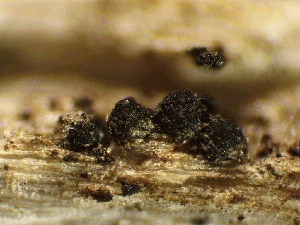  ( - HAY-F-002673)  @11 [ ] c (2023) Rudy Diaz Fungal Diversity Survey