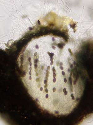  (Coniochaeta sp. CA02 - HAY-F-002673)  @11 [ ] c (2023) Rudy Diaz Fungal Diversity Survey