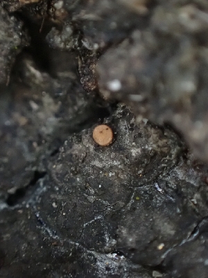  ( - HAY-F-001894)  @11 [ ] by-nc (2023) Sadie Hickey Fungal Diversity Survey