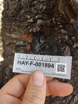  ( - HAY-F-001894)  @11 [ ] by-nc (2023) Sadie Hickey Fungal Diversity Survey