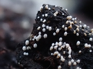  ( - HAY-F-001855)  @11 [ ] by-nc (2023) Sadie Hickey Fungal Diversity Survey