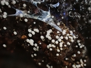  ( - HAY-F-001855)  @11 [ ] by-nc (2023) Sadie Hickey Fungal Diversity Survey