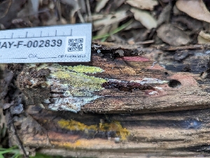  ( - HAY-F-002839)  @11 [ ] by-nc (2023) Stu Pickell Fungal Diversity Survey
