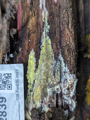  ( - HAY-F-002839)  @11 [ ] by-nc (2023) Stu Pickell Fungal Diversity Survey