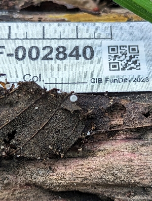  ( - HAY-F-005314)  @11 [ ] by-nc (2023) Stu Pickell Fungal Diversity Survey