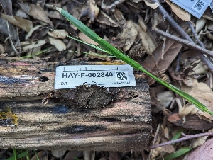  ( - HAY-F-005314)  @11 [ ] by-nc (2023) Stu Pickell Fungal Diversity Survey