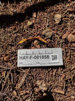  ( - HAY-F-001858)  @11 [ ] by-nc (2023) Sadie Hickey Fungal Diversity Survey