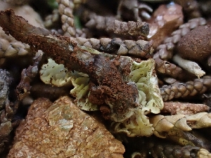  ( - HAY-F-001857)  @11 [ ] by-nc (2023) Sadie Hickey Fungal Diversity Survey