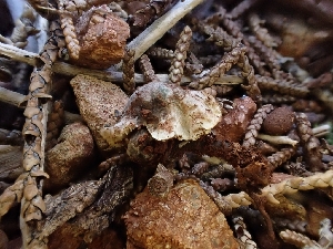  ( - HAY-F-001857)  @11 [ ] by-nc (2023) Sadie Hickey Fungal Diversity Survey