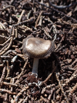  ( - HAY-F-001849)  @11 [ ] by-nc (2023) Sadie Hickey Fungal Diversity Survey