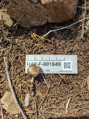  ( - HAY-F-001849)  @11 [ ] by-nc (2023) Sadie Hickey Fungal Diversity Survey