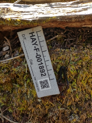  ( - HAY-F-001892)  @11 [ ] by-nc (2023) Sadie Hickey Fungal Diversity Survey