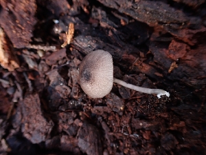 ( - HAY-F-001792)  @11 [ ] by-nc (2023) Sadie Hickey Fungal Diversity Survey