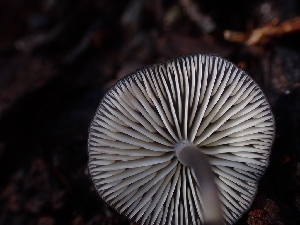  ( - HAY-F-001792)  @11 [ ] by-nc (2023) Sadie Hickey Fungal Diversity Survey