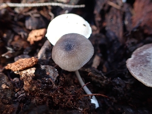  ( - HAY-F-001792)  @11 [ ] by-nc (2023) Sadie Hickey Fungal Diversity Survey
