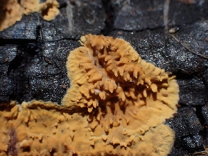  ( - HAY-F-001915)  @11 [ ] by-nc (2023) Sadie Hickey Fungal Diversity Survey