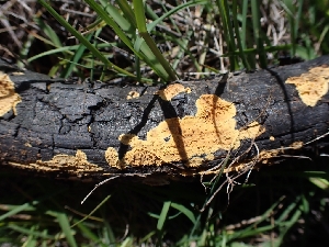  ( - HAY-F-001915)  @11 [ ] by-nc (2023) Sadie Hickey Fungal Diversity Survey