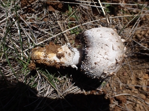  (Coprinus sp. comatus-CA01 - HAY-F-001934)  @11 [ ] by-nc (2023) Sadie Hickey Fungal Diversity Survey