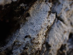  ( - HAY-F-001942)  @11 [ ] by-nc (2023) Sadie Hickey Fungal Diversity Survey