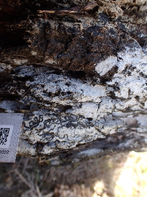  ( - HAY-F-001942)  @11 [ ] by-nc (2023) Sadie Hickey Fungal Diversity Survey