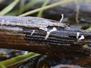  ( - HAY-F-001912)  @11 [ ] by-nc (2023) Sadie Hickey Fungal Diversity Survey