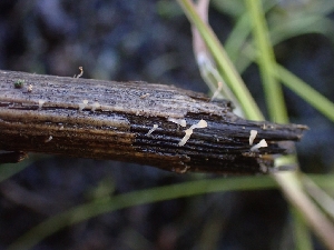  ( - HAY-F-001912)  @11 [ ] by-nc (2023) Sadie Hickey Fungal Diversity Survey