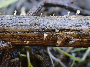  (Crocicreas sp. CA01 - HAY-F-001912)  @11 [ ] by-nc (2023) Sadie Hickey Fungal Diversity Survey