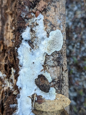  ( - HAY-F-002967)  @11 [ ] by-nc (2023) Stu Pickell Fungal Diversity Survey