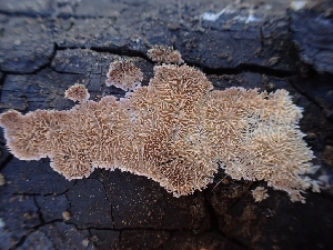  ( - HAY-F-001863)  @11 [ ] by-nc (2023) Sadie Hickey Fungal Diversity Survey