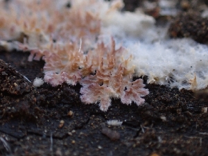  ( - HAY-F-001863)  @11 [ ] by-nc (2023) Sadie Hickey Fungal Diversity Survey