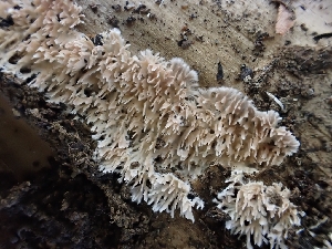  ( - HAY-F-001863)  @11 [ ] by-nc (2023) Sadie Hickey Fungal Diversity Survey