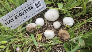  ( - HAY-F-002188)  @11 [ ] by-nc (2023) Thea Chesney Fungal Diversity Survey