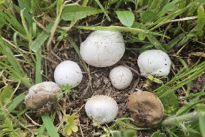 ( - HAY-F-002188)  @11 [ ] by-nc (2023) Thea Chesney Fungal Diversity Survey