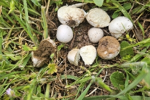  ( - HAY-F-002188)  @11 [ ] by-nc (2023) Thea Chesney Fungal Diversity Survey