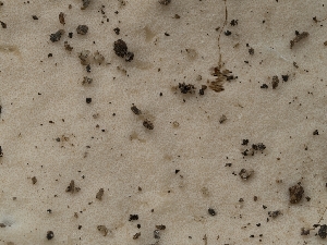  (Trichoderma sp. CA02 - HAY-F-002947)  @11 [ ] by-nc (2023) Stu Pickell Fungal Diversity Survey