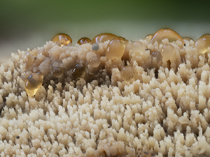  (Phanerochaete sp. CA02 - HAY-F-002942)  @11 [ ] by-nc (2023) Stu Pickell Fungal Diversity Survey