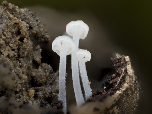  ( - HAY-F-005313)  @11 [ ] by-nc (2023) Stu Pickell Fungal Diversity Survey