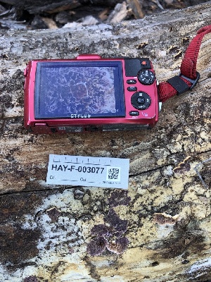  ( - HAY-F-003077)  @11 [ ] by-nc (2023) Dean Lyons Fungal Diversity Survey