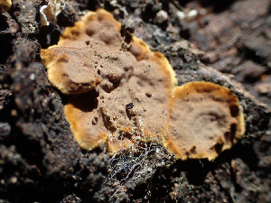  (Hymenochaete - HAY-F-003169)  @11 [ ] by-nc (2023) Dean Lyons Fungal Diversity Survey