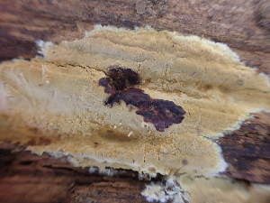  (Crustoderma sp. dryinum-CA01 - HAY-F-003076)  @11 [ ] by-nc (2023) Dean Lyons Fungal Diversity Survey