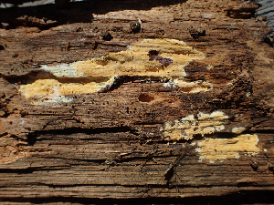  ( - HAY-F-003076)  @11 [ ] by-nc (2023) Dean Lyons Fungal Diversity Survey
