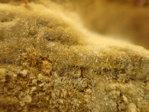  ( - HAY-F-003076)  @11 [ ] by-nc (2023) Dean Lyons Fungal Diversity Survey