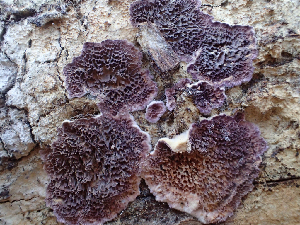  (Trichaptum - HAY-F-003077)  @11 [ ] by-nc (2023) Dean Lyons Fungal Diversity Survey