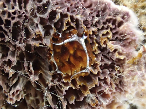  ( - HAY-F-003077)  @11 [ ] by-nc (2023) Dean Lyons Fungal Diversity Survey